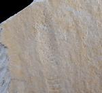 Rollspur eines Ammoniten (Perisphinctes) + Schleifspur indet. - Bild © FossNet FossilienStore